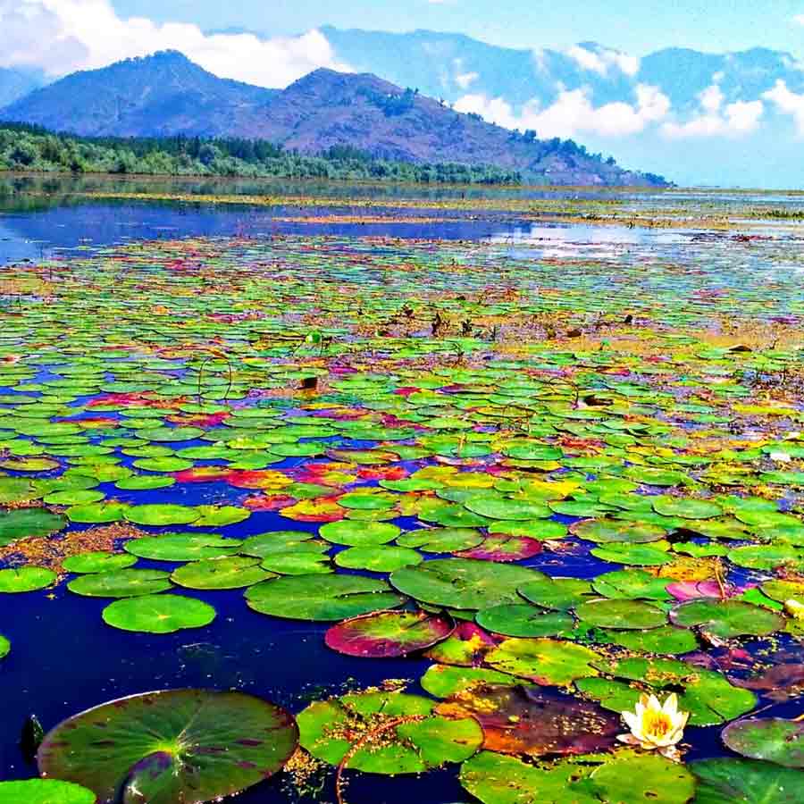Wular lake filled with Lotus again after more than 30 years, what exactly has happened