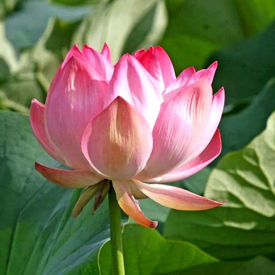 Wular lake filled with Lotus again after more than 30 years, what exactly has happened