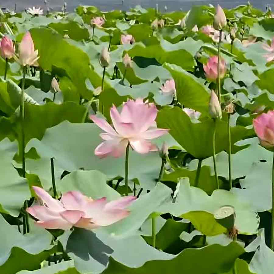 Wular lake filled with Lotus again after more than 30 years, what exactly has happened