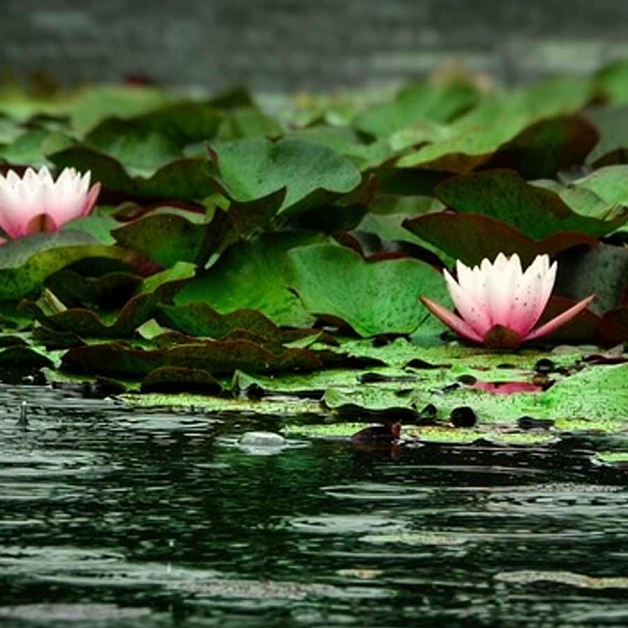 Wular lake filled with Lotus again after more than 30 years, what exactly has happened