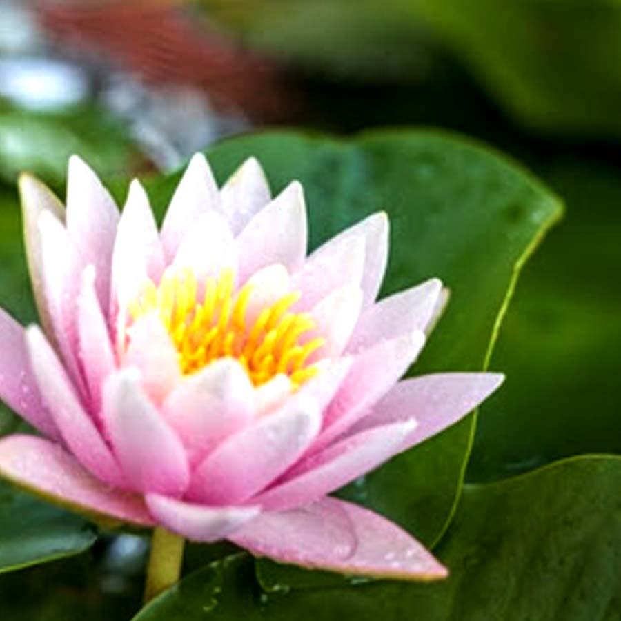 Wular lake filled with Lotus again after more than 30 years, what exactly has happened