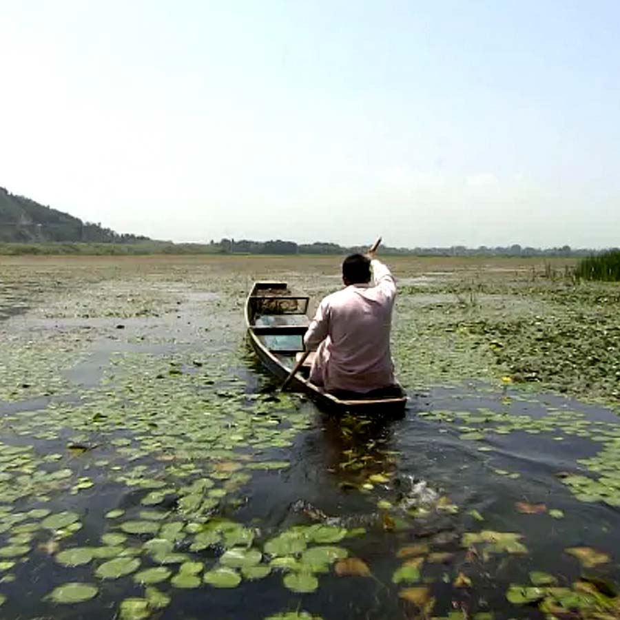 Wular lake filled with Lotus again after more than 30 years, what exactly has happened