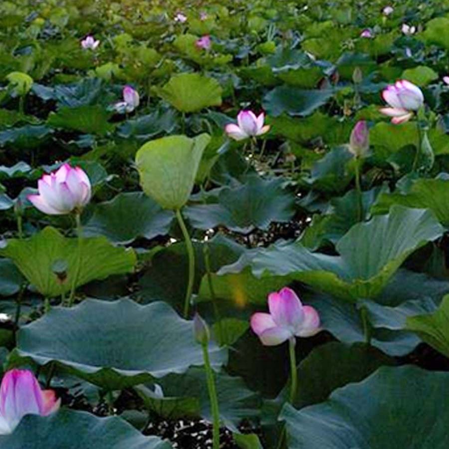 Wular lake filled with Lotus again after more than 30 years, what exactly has happened