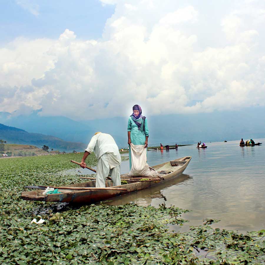 Wular lake filled with Lotus again after more than 30 years, what exactly has happened