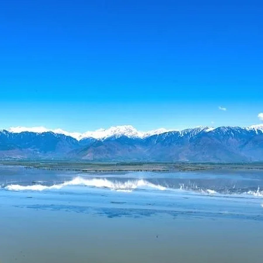 Wular lake filled with Lotus again after more than 30 years, what exactly has happened