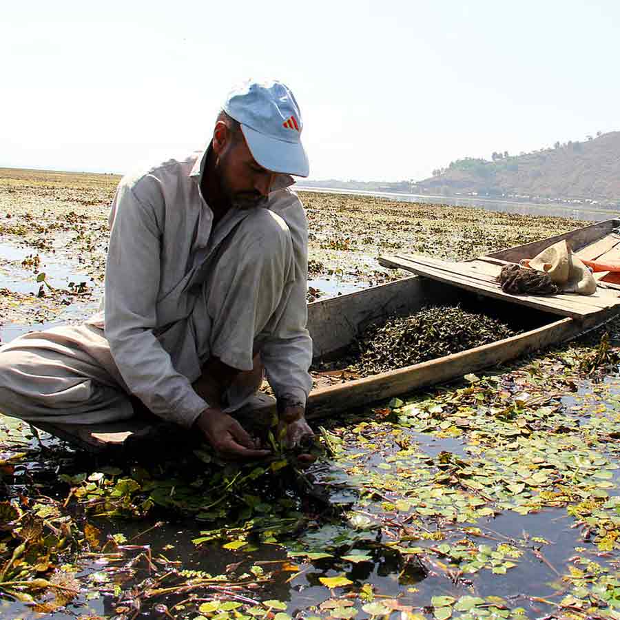 Wular lake filled with Lotus again after more than 30 years, what exactly has happened