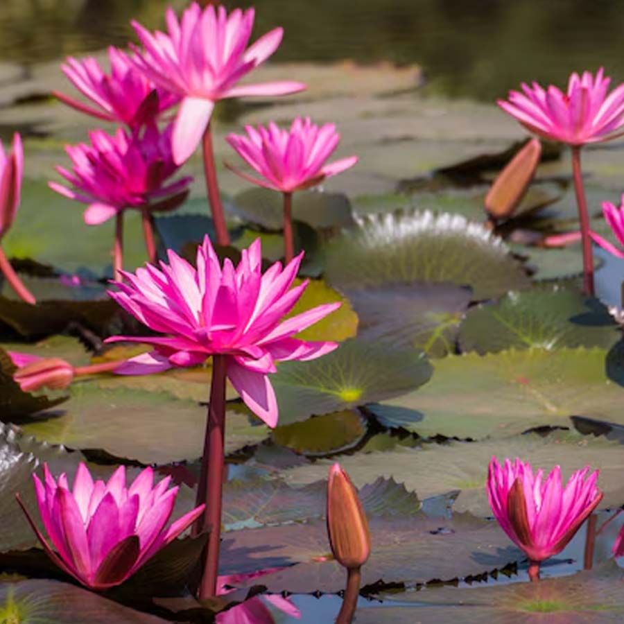 Wular lake filled with Lotus again after more than 30 years, what exactly has happened