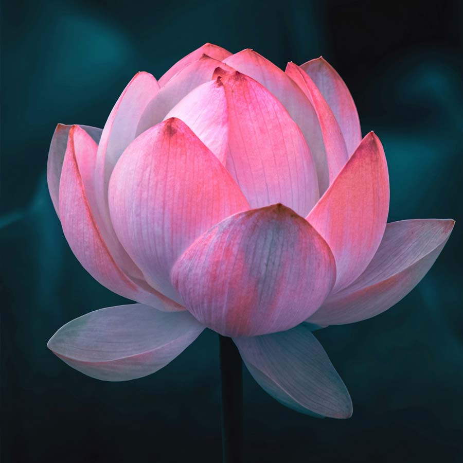 Wular lake filled with Lotus again after more than 30 years, what exactly has happened