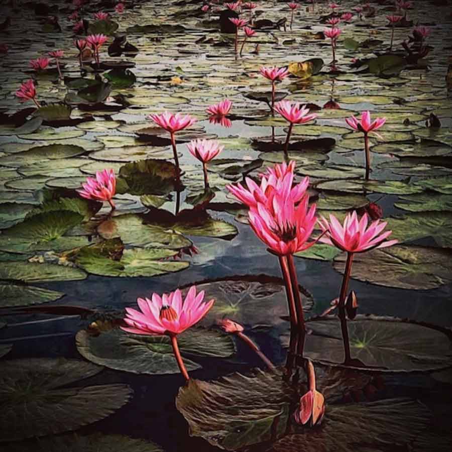 Wular lake filled with Lotus again after more than 30 years, what exactly has happened