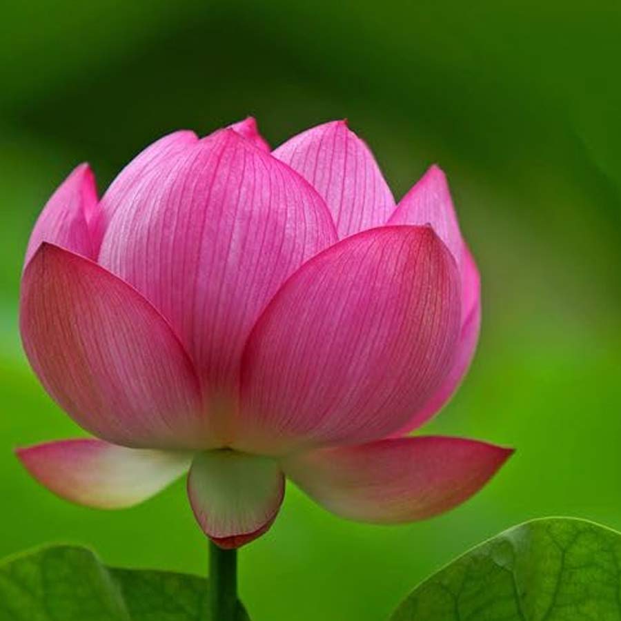 Wular lake filled with Lotus again after more than 30 years, what exactly has happened