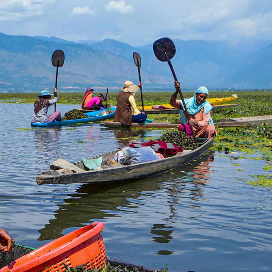 Wular lake filled with Lotus again after more than 30 years, what exactly has happened
