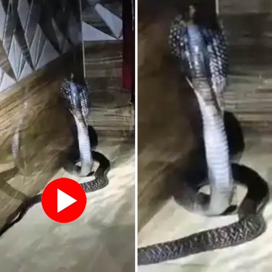 Video shows cobra enters a house at night in Uttar Pradesh’s Bagpat