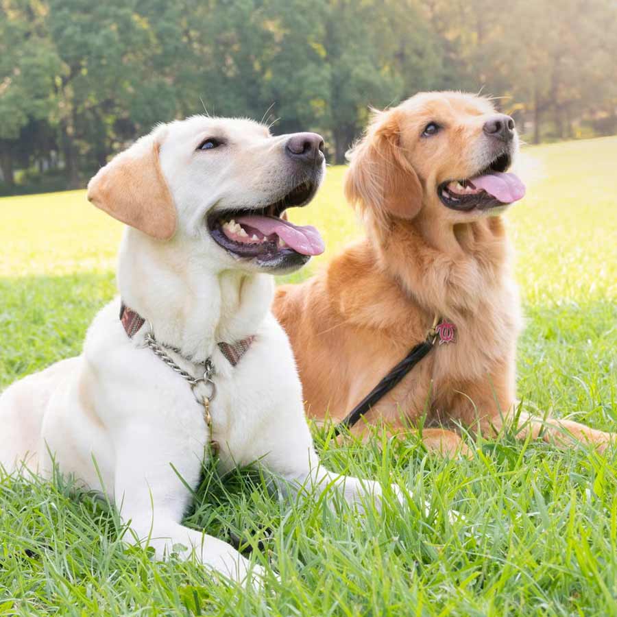 Labrador or Golden retriever which will be the better choice for you dgtl