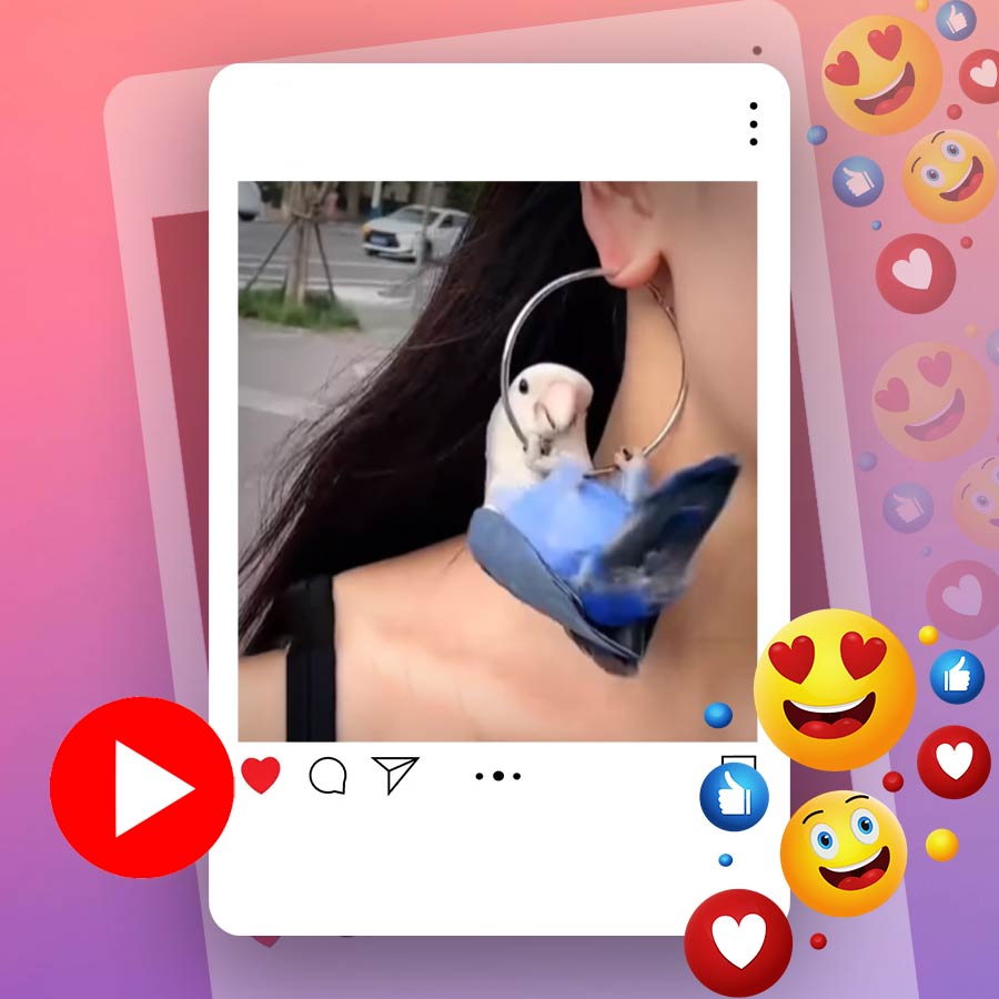 Video of parrot sittng on woman’s earring goes viral dgtl