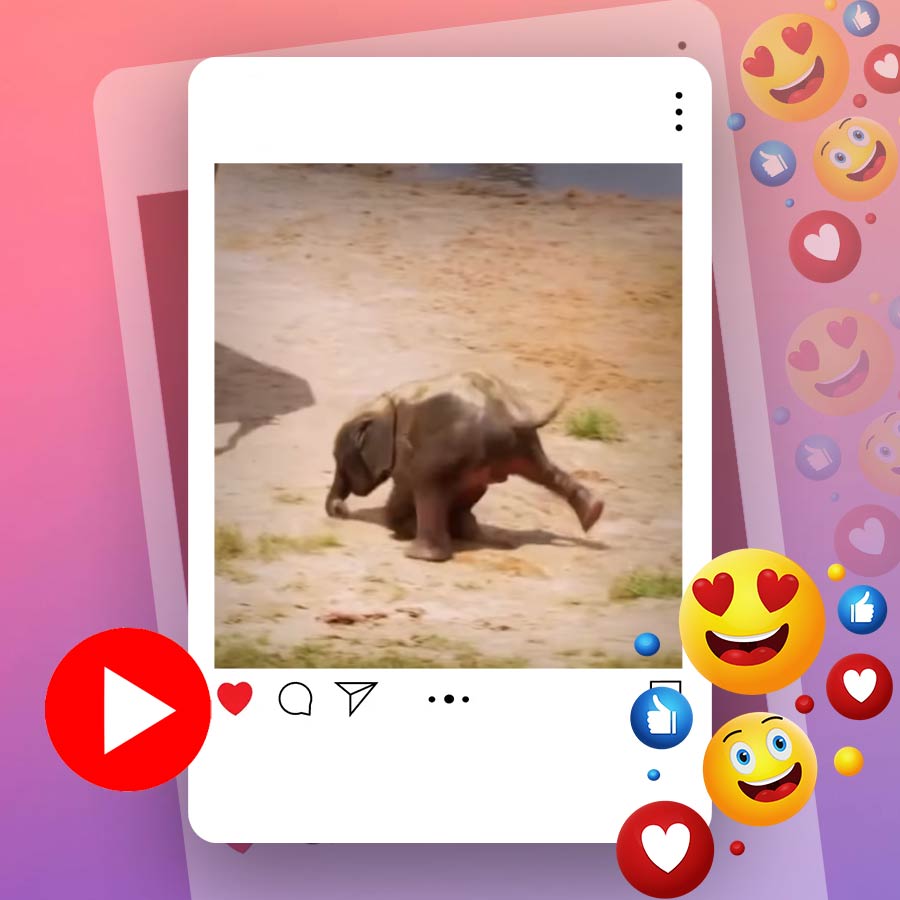 Video of baby elephant falling on its face while running behind its mother goes viral dgtl