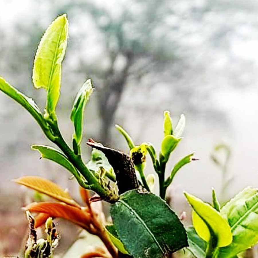 Poor weather condition and pests destroying tea leavesat Dooars