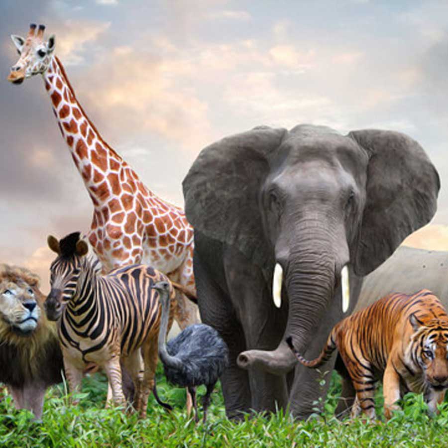 weird mating habit of Giraffe