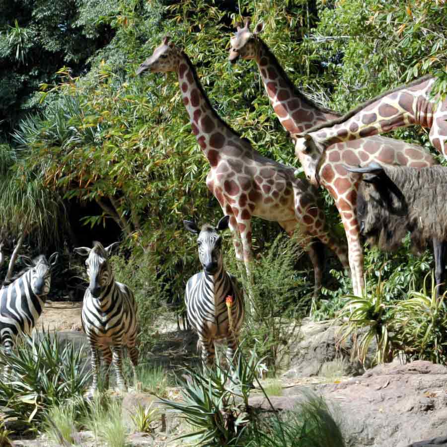 weird mating habit of Giraffe