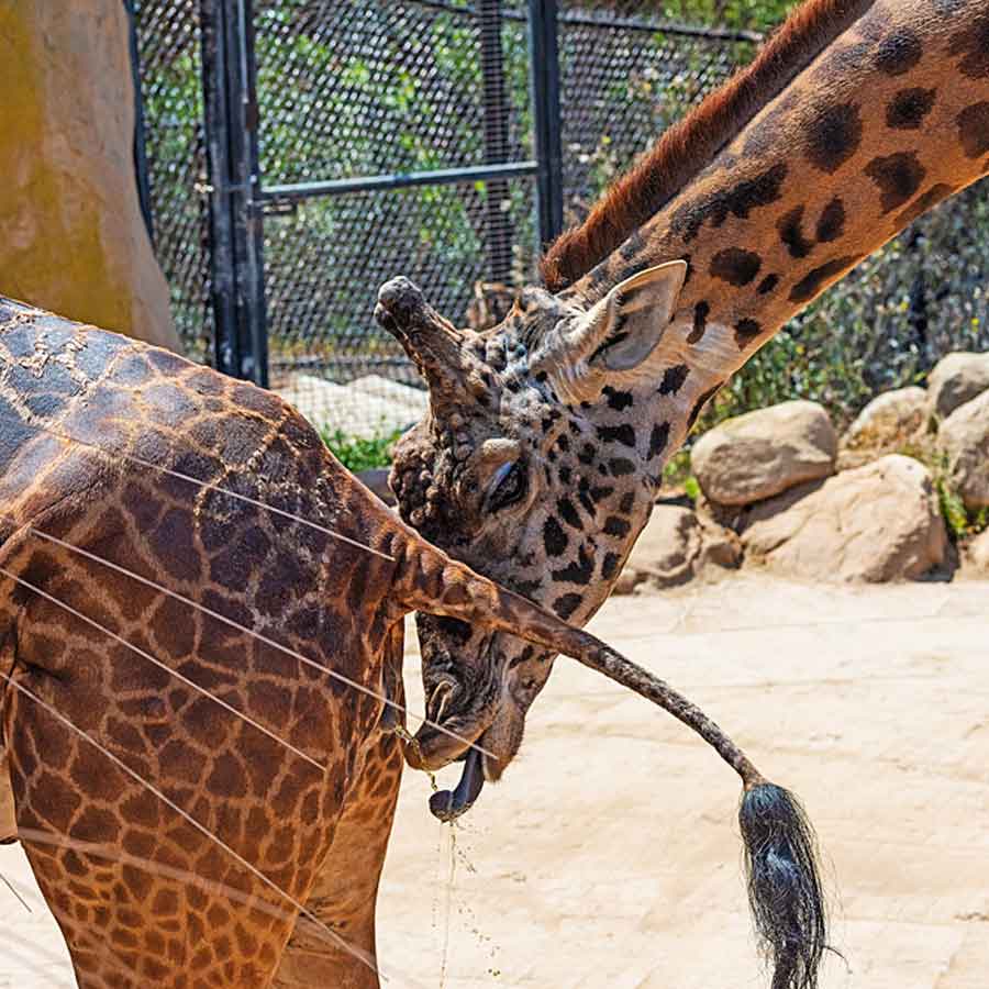 weird mating habit of Giraffe