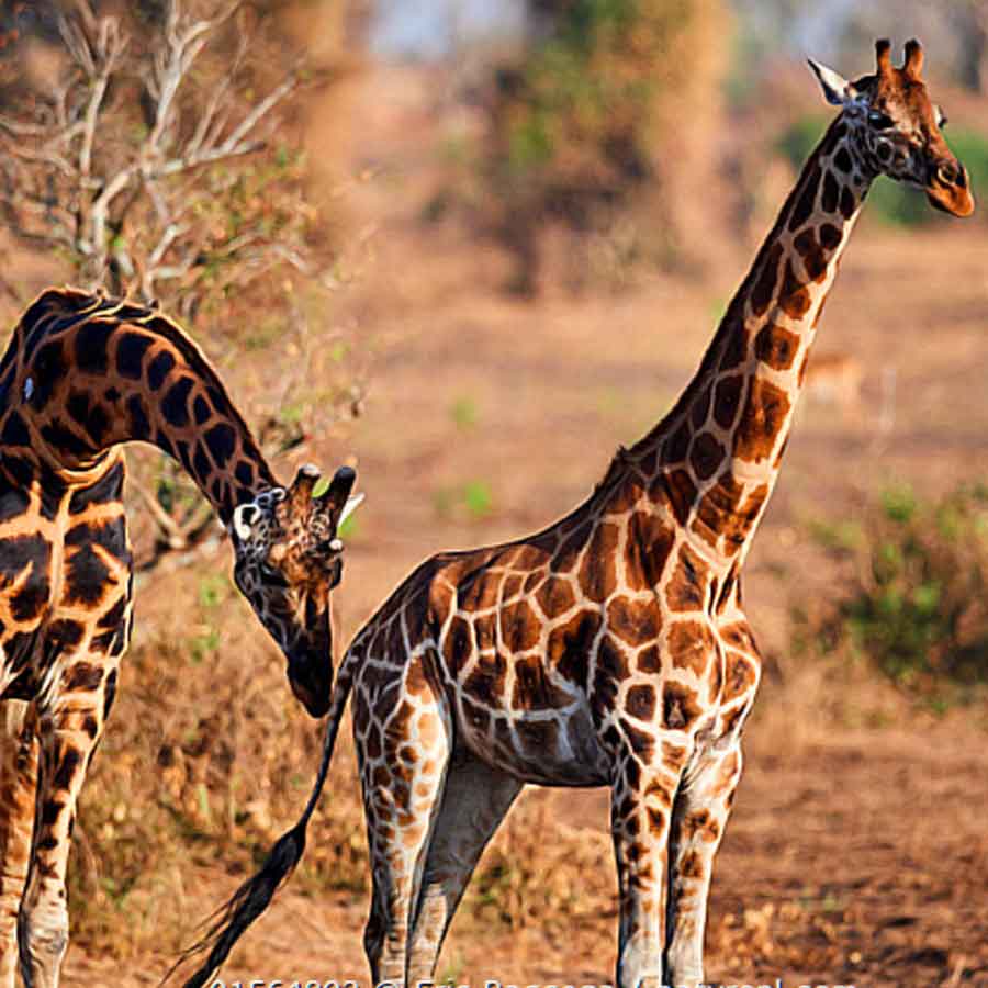 weird mating habit of Giraffe