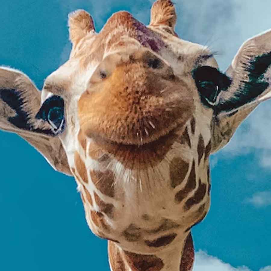 weird mating habit of Giraffe