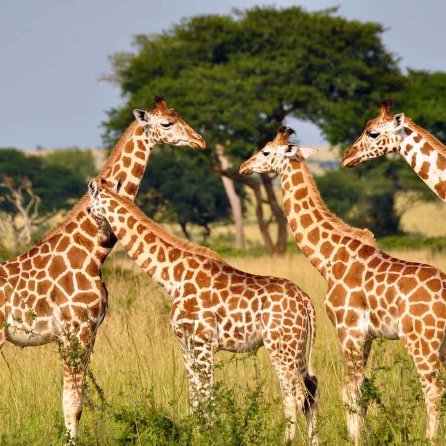 weird mating habit of Giraffe