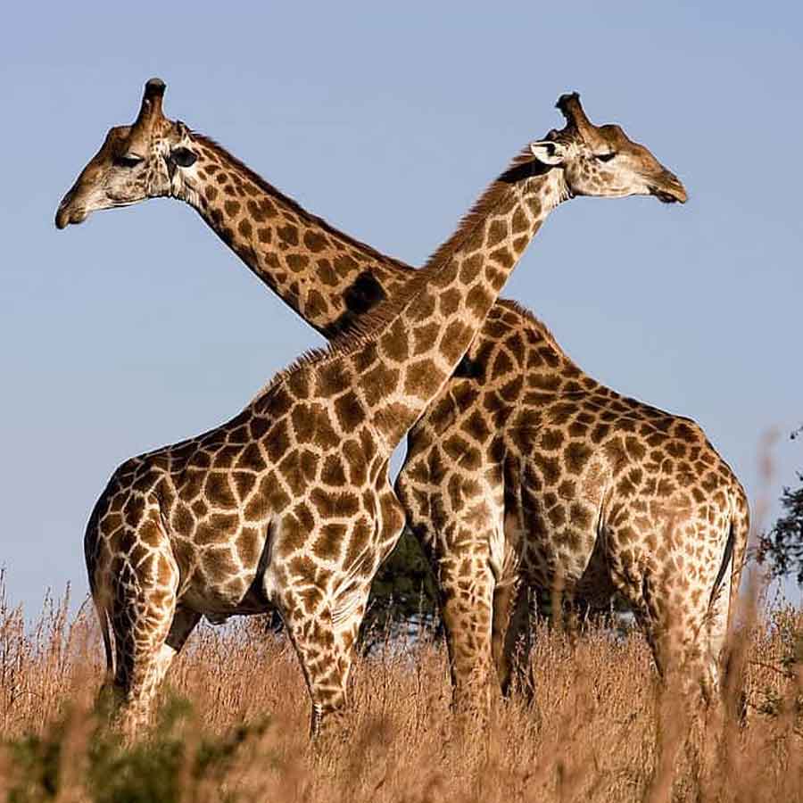 weird mating habit of Giraffe