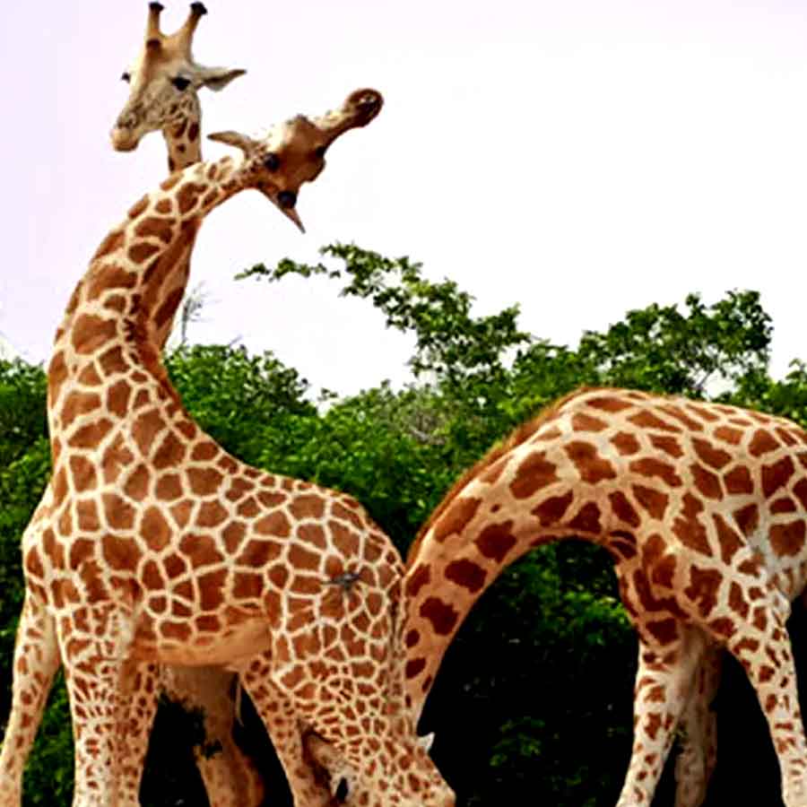 weird mating habit of Giraffe