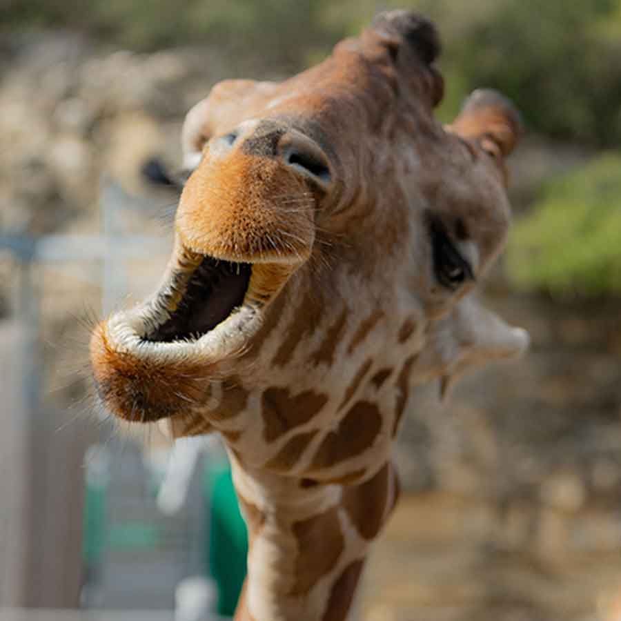 weird mating habit of Giraffe