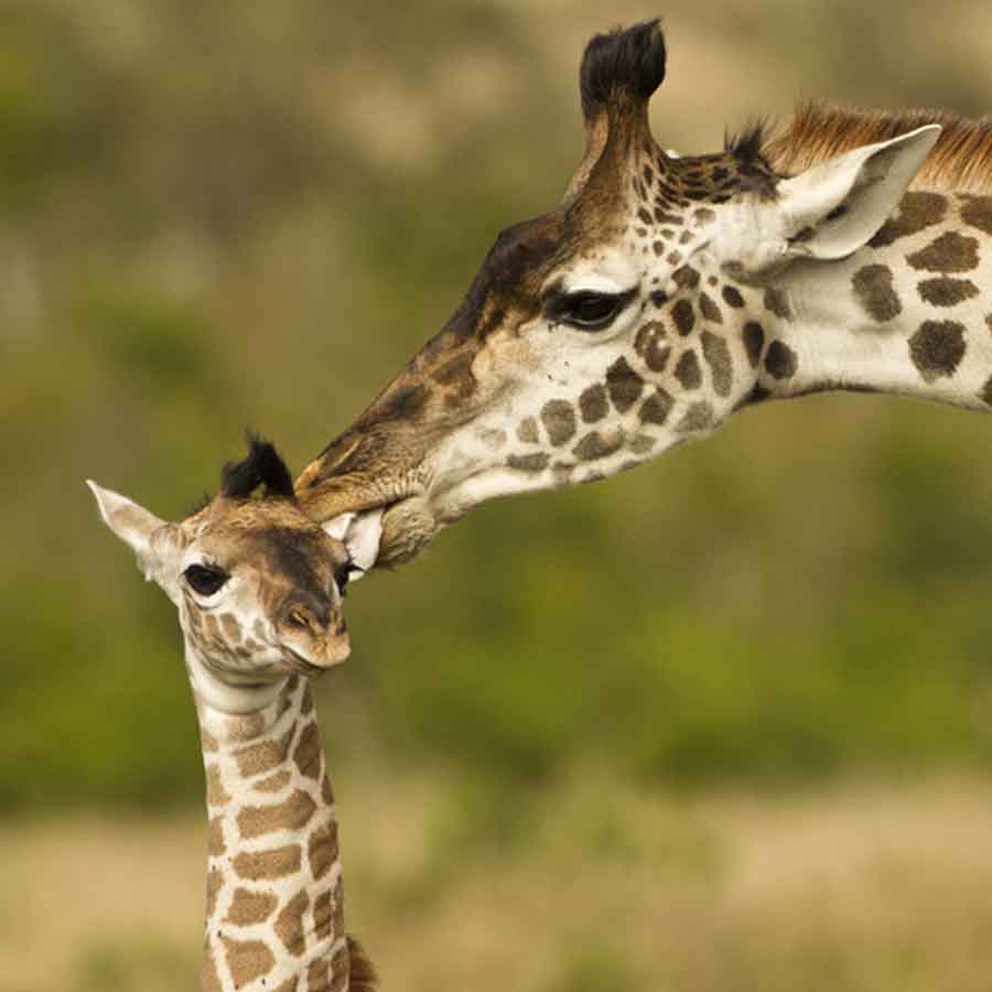 weird mating habit of Giraffe