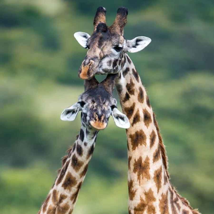 weird mating habit of Giraffe