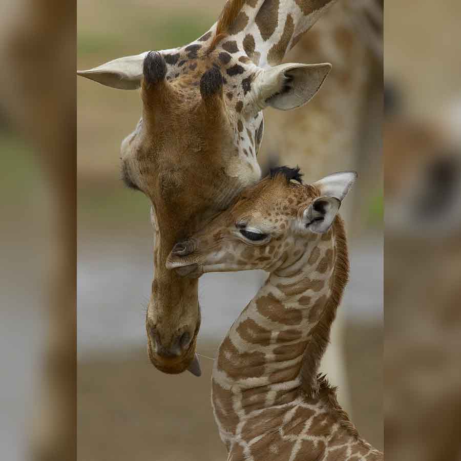 weird mating habit of Giraffe