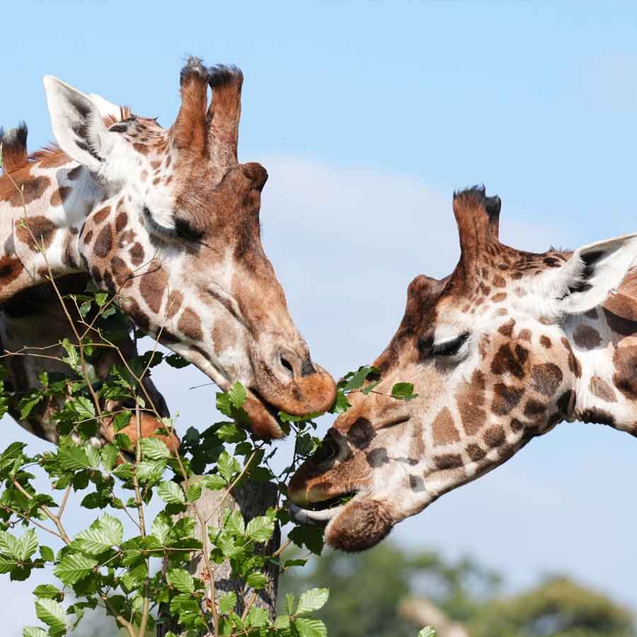 weird mating habit of Giraffe