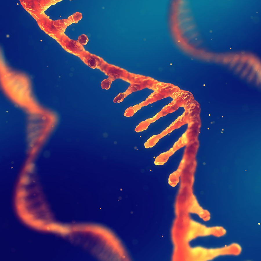 Artificial human DNA
