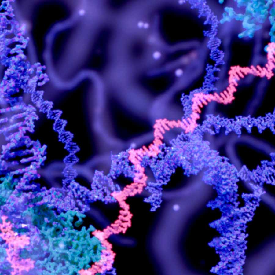 Artificial human DNA