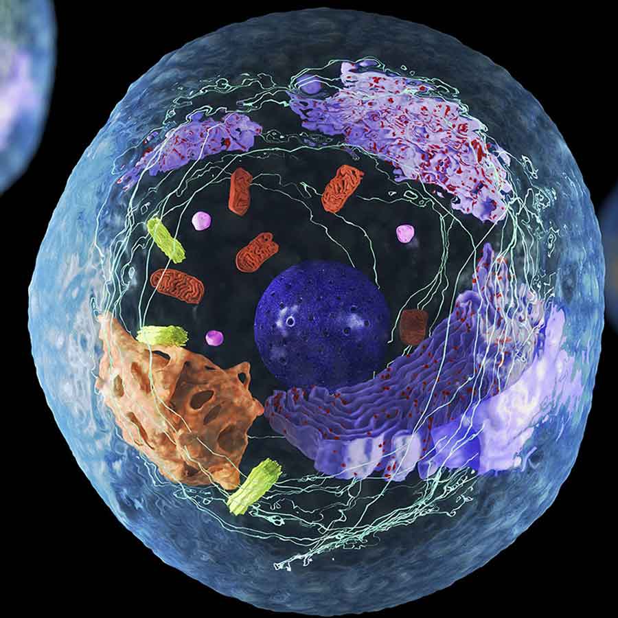 Artificial human DNA