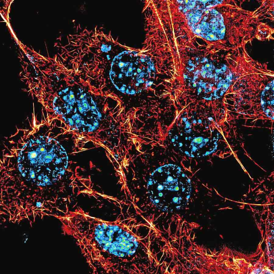 Artificial human DNA