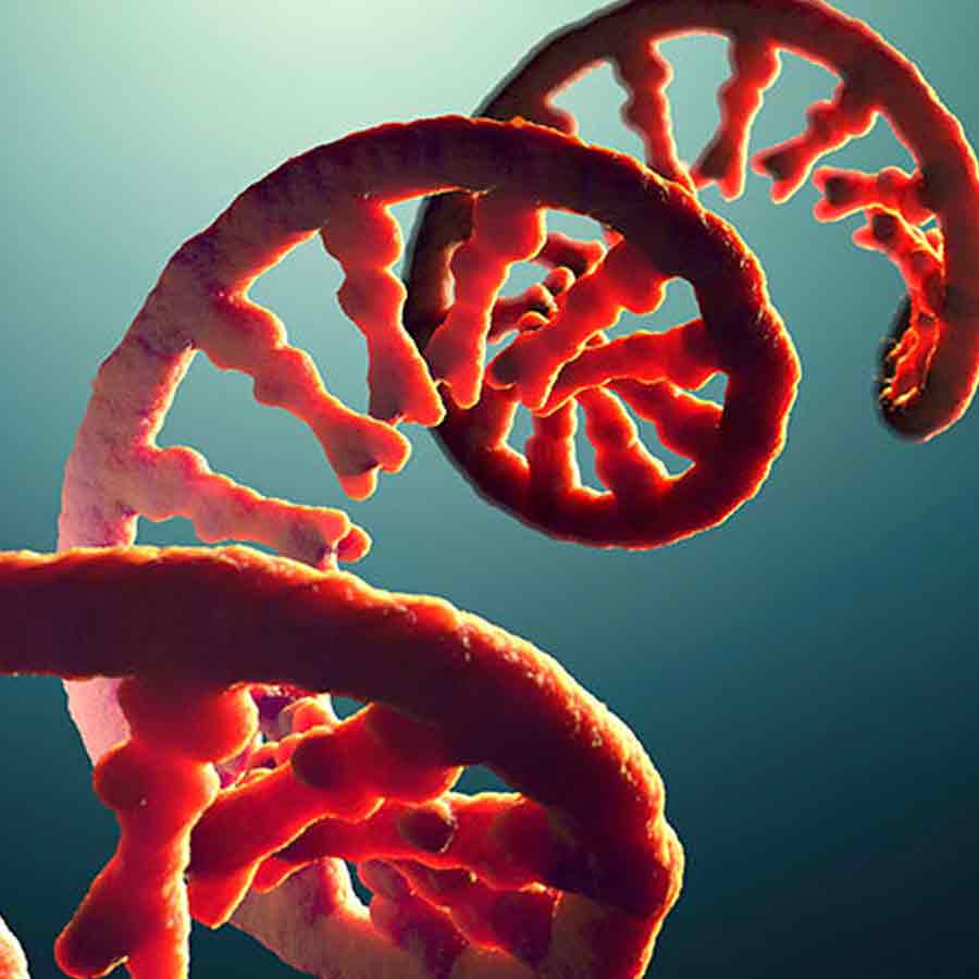 Artificial human DNA