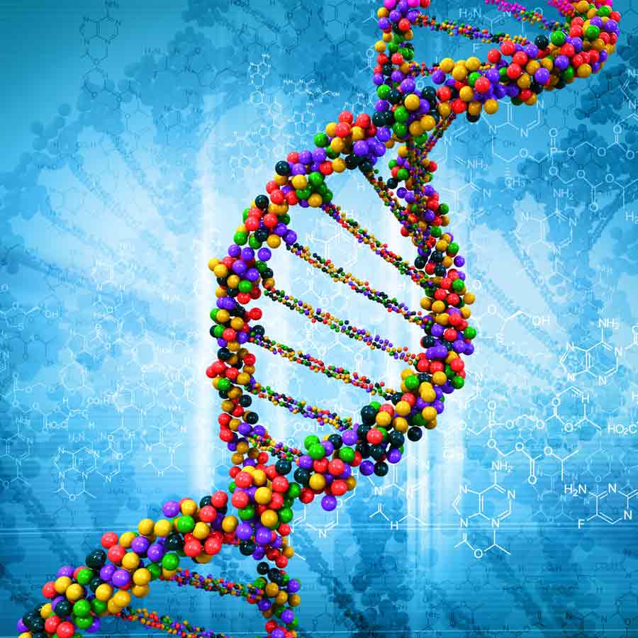 Artificial human DNA