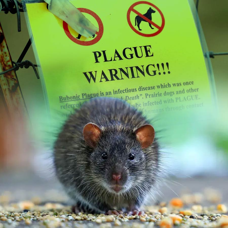 A resident of Arizona has died from pneumonic plague, which is the most deadly and easiest to spread