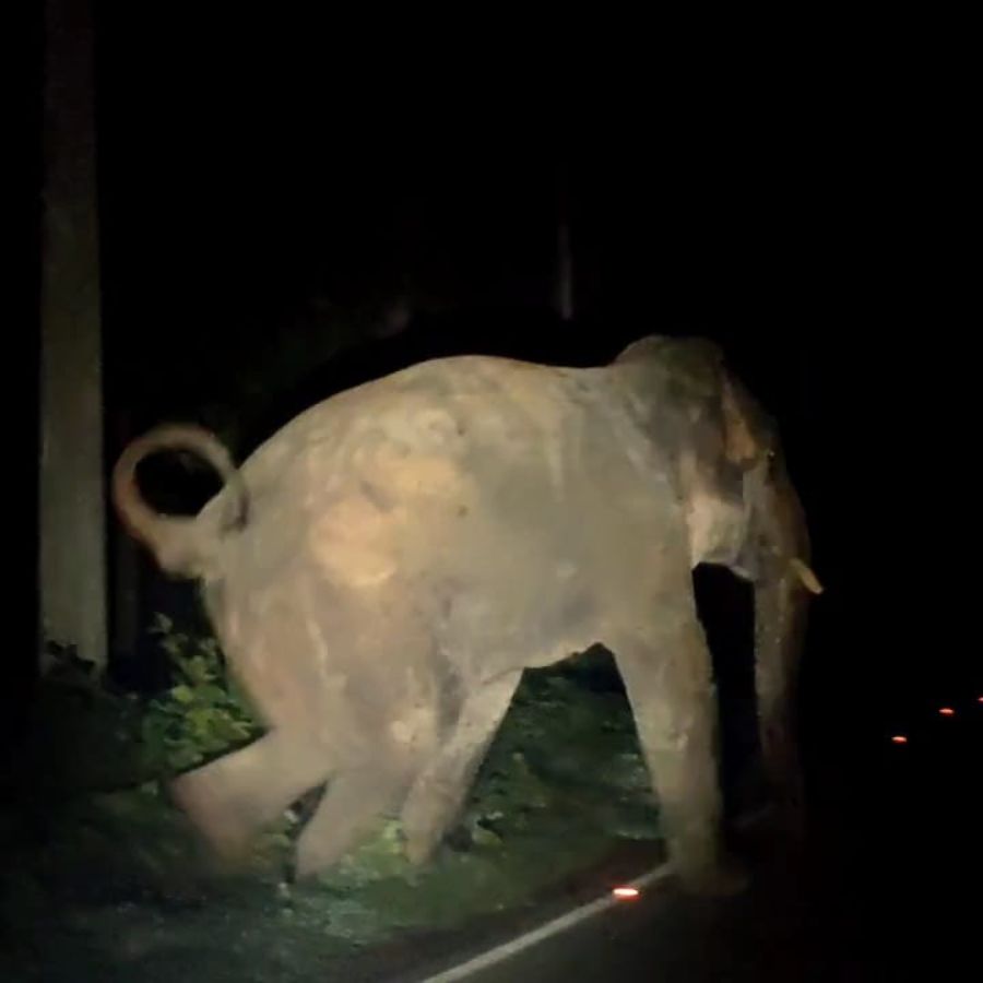 Elephant