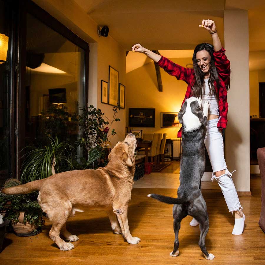 How to active your pet dog in rainy season vet shares 5 indoor games for them dgtl