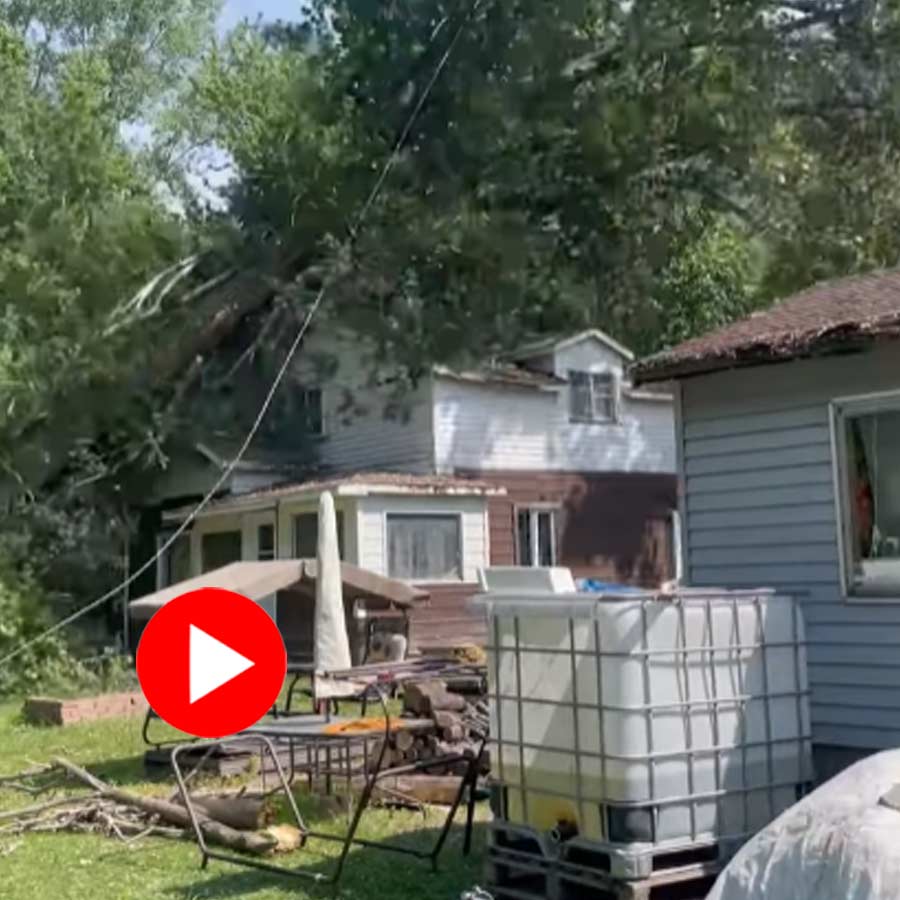 Video of tree falling on house goes viral in Canada dgtl