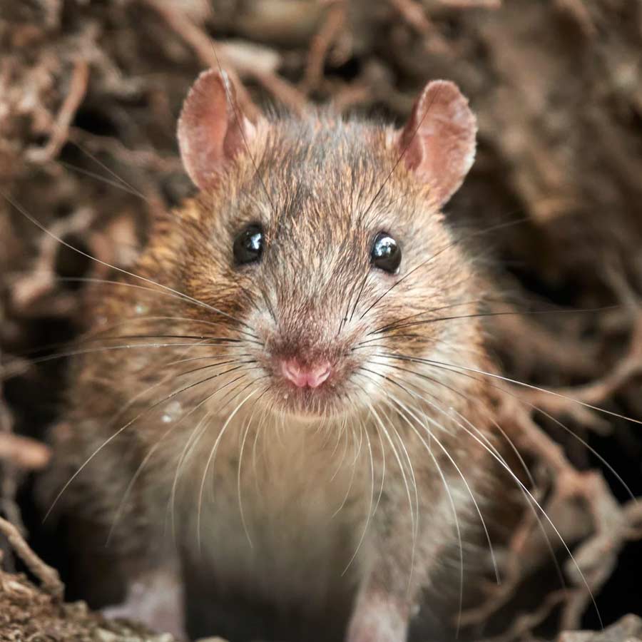 Dhanbad Liquor Traders Blame Rats For Missing 800 Bottles; Officials Call Excuse ‘Nonsense dgtl