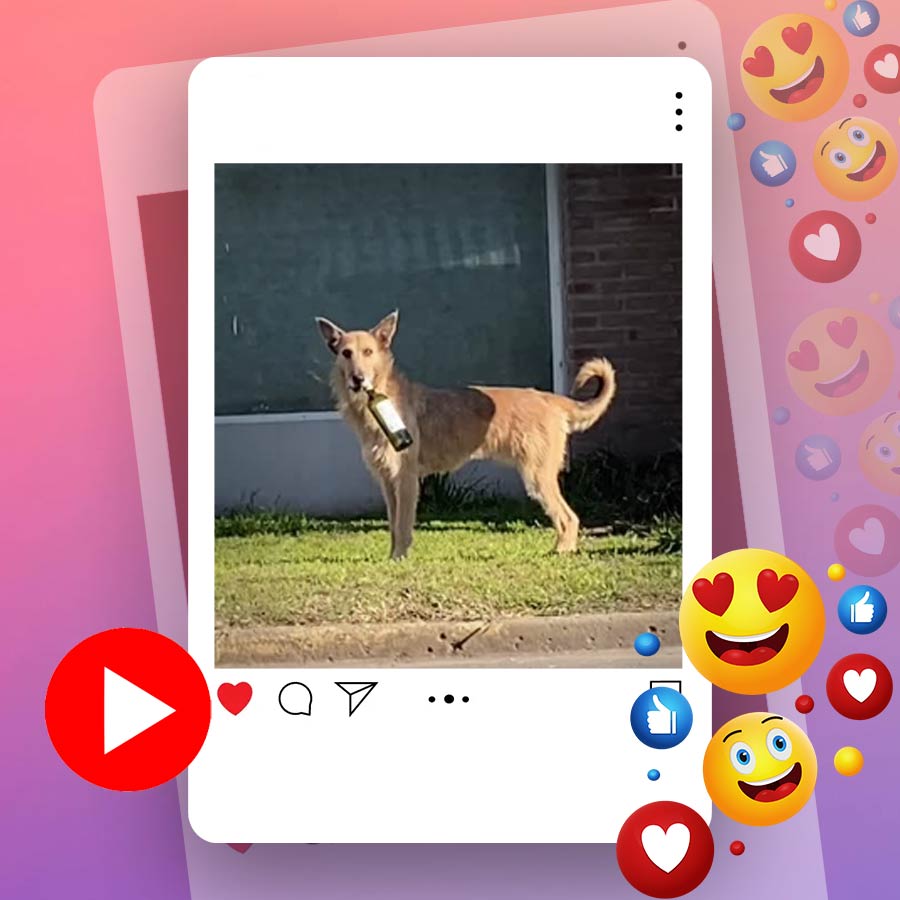 Video of dog carrying bottle of alcohol goes viral dgtl