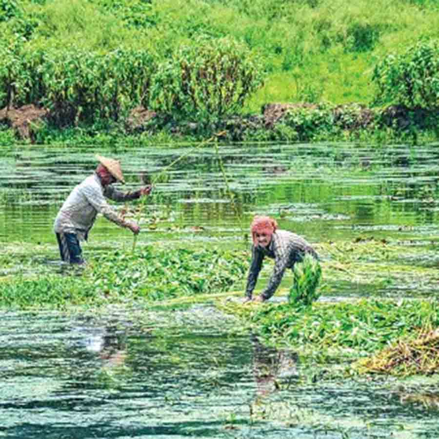 Quality of Jute developed after proper rainfall, price increased as well