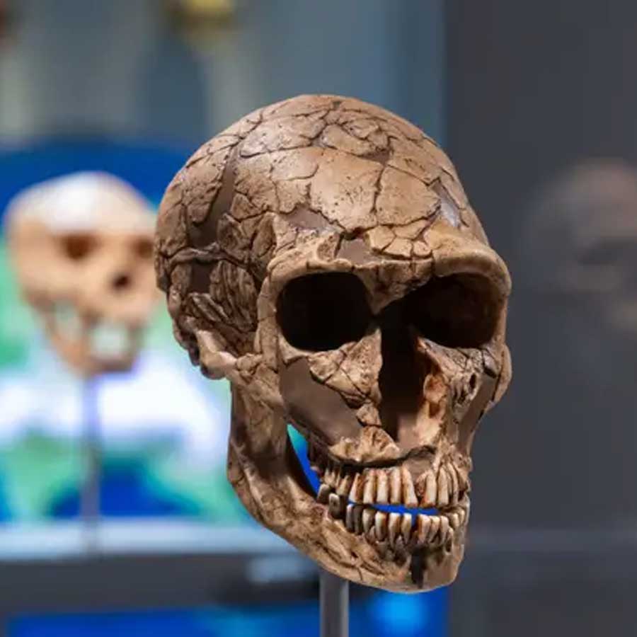 Brain defects of modern humans could be related to ancient Neanderthal genes, says recent study dgtl