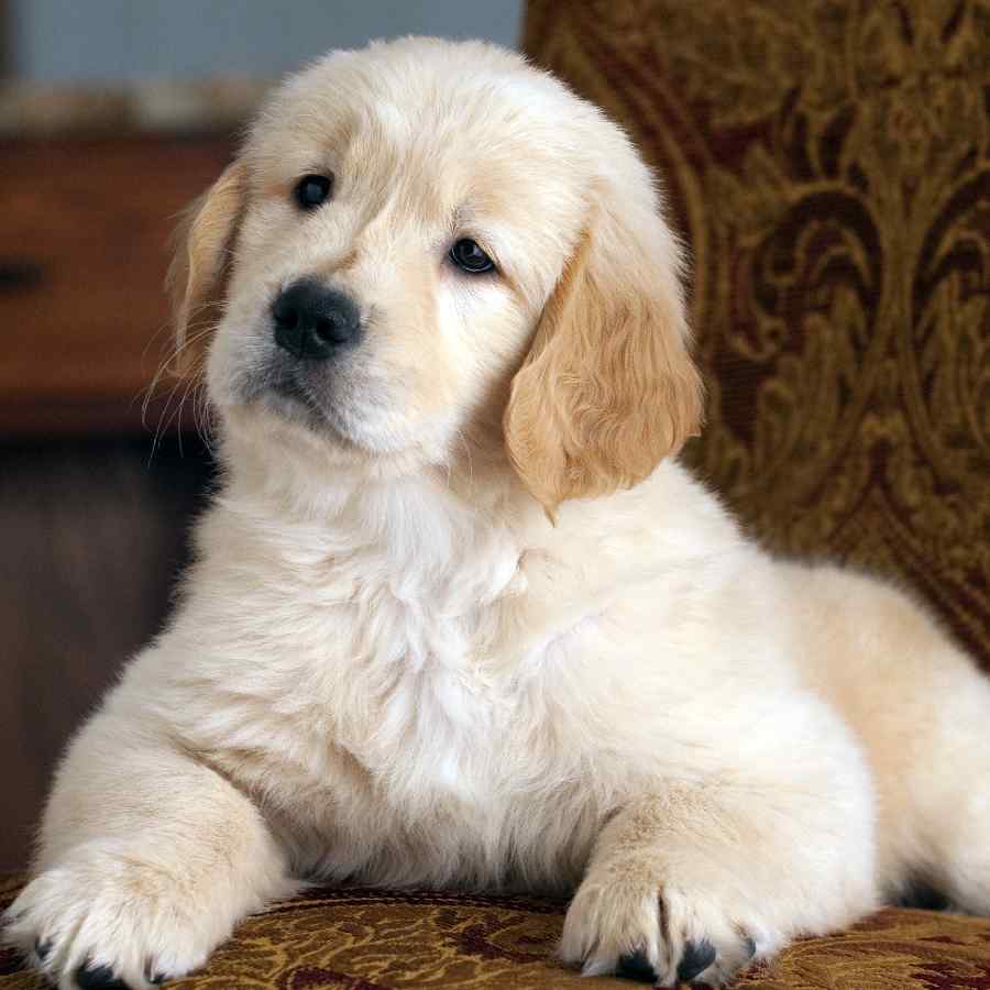 New pet parents need to understand 5 sign that should not be ignored dgtl