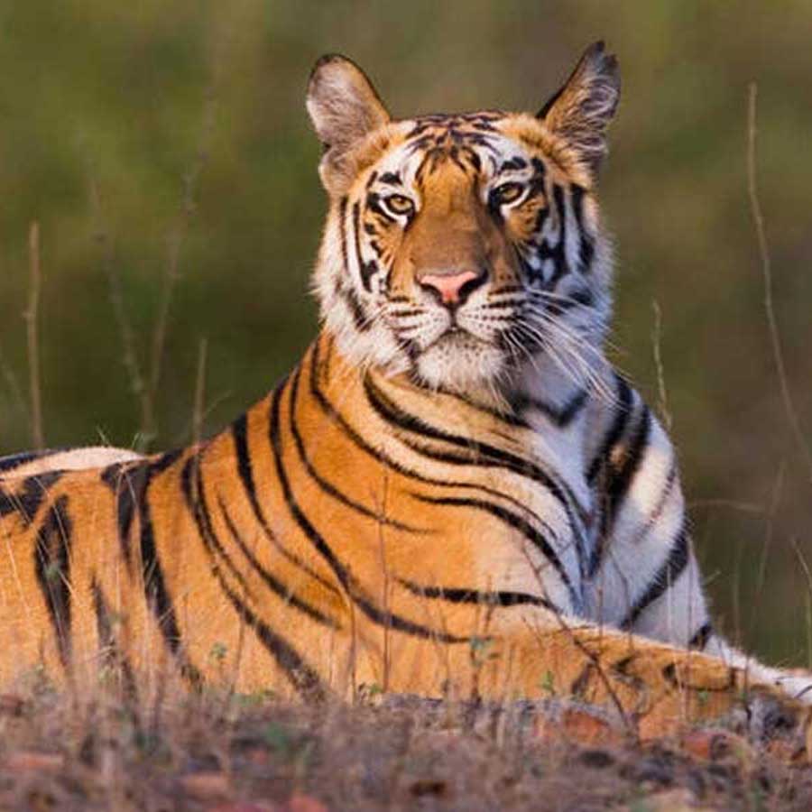 Sundarbans Tiger Project and Forest Department to install steel nets instead of nylon to prevent tiger infestation in Sundarbans localities