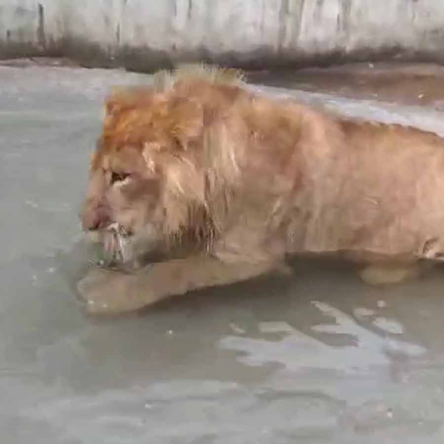 Lioness
